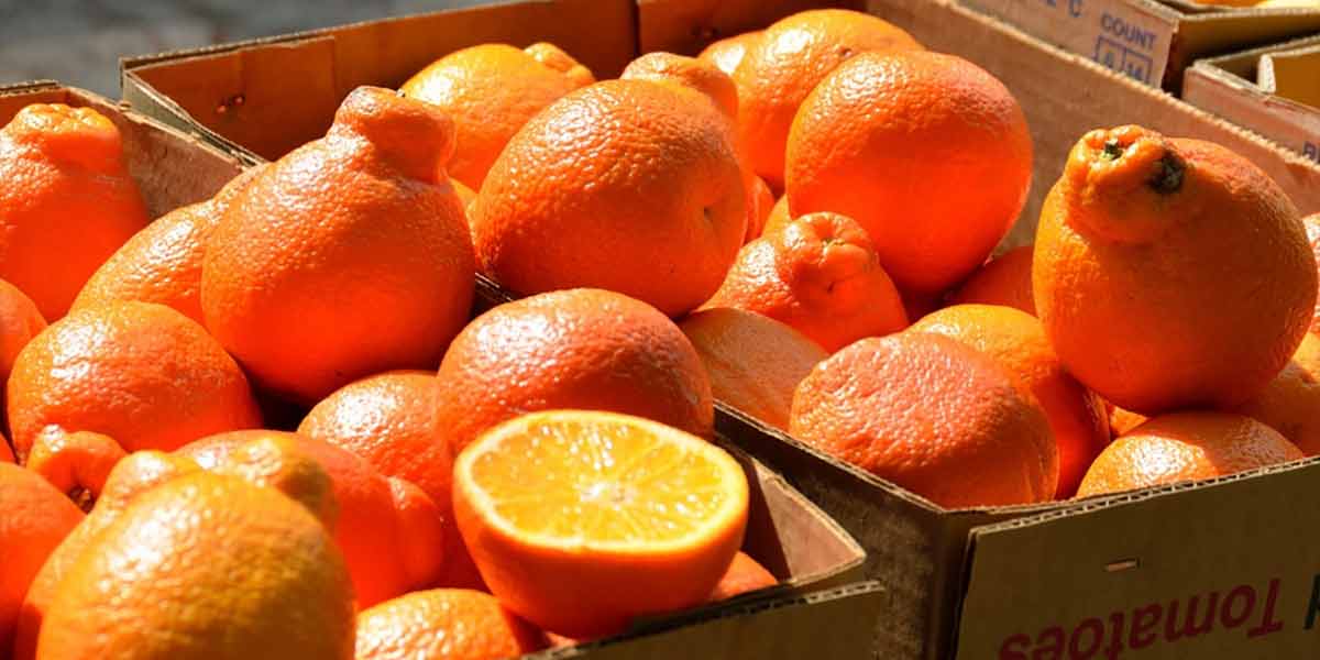 Giro di vite all'import di arance egiziane nella UE